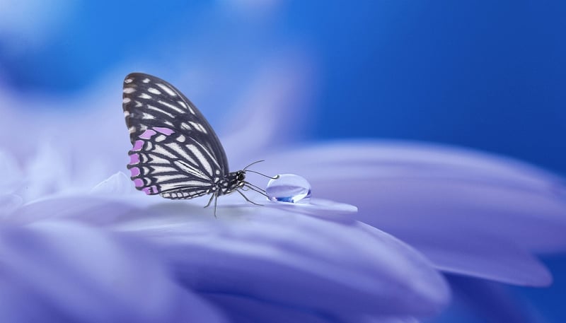 Pixie Sanctuary