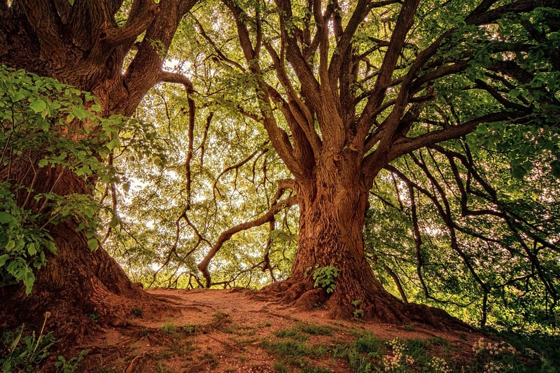 Giant Sequoias